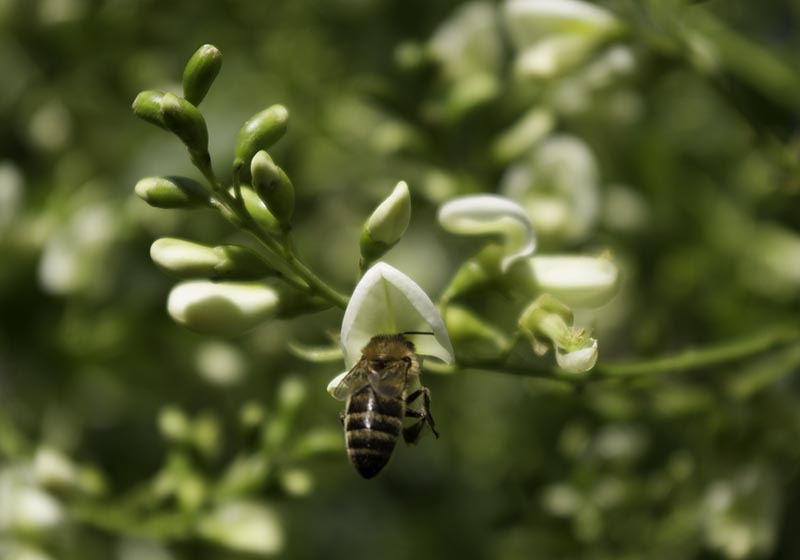 Honeybee on Styphnolobium japonica flower