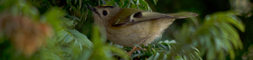 IMGP0795-goldcrest-1.jpg